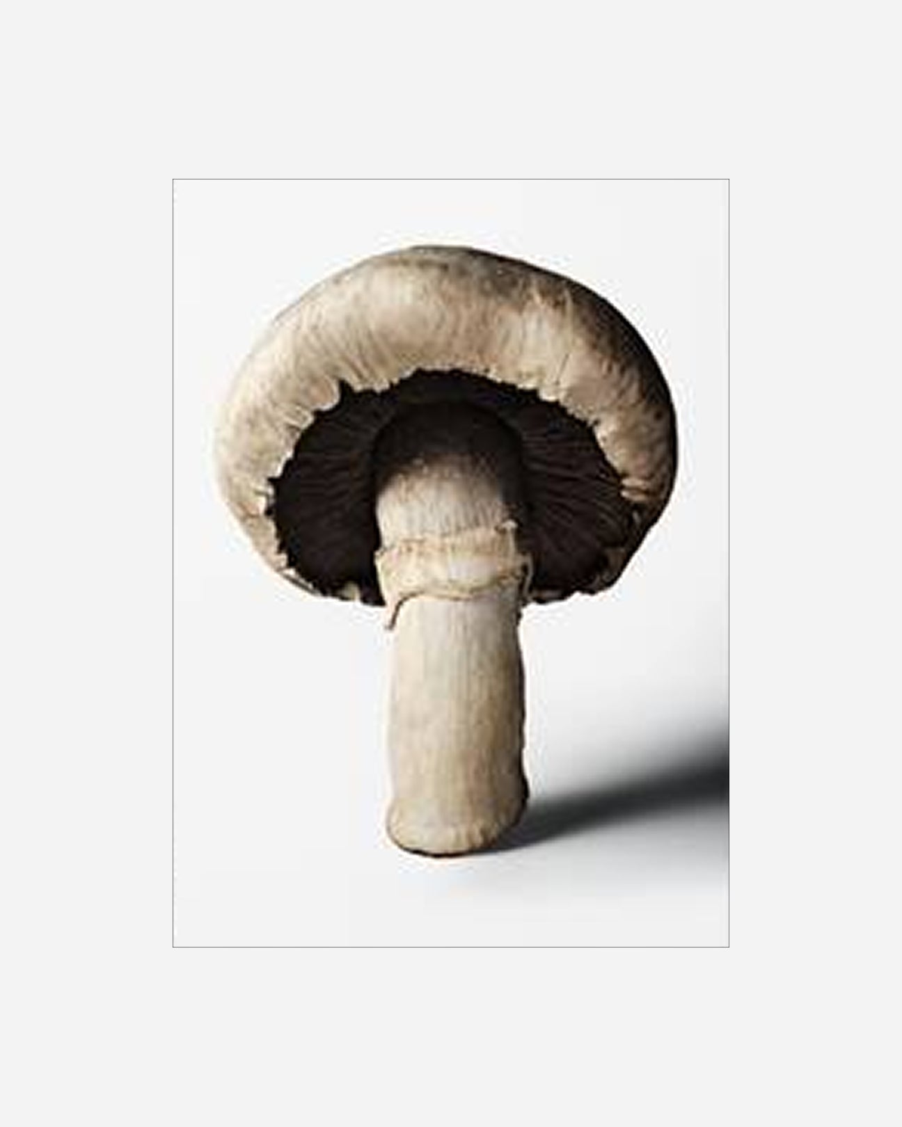 The Gourmand's Mushroom. A Collection of Stories and Recipes